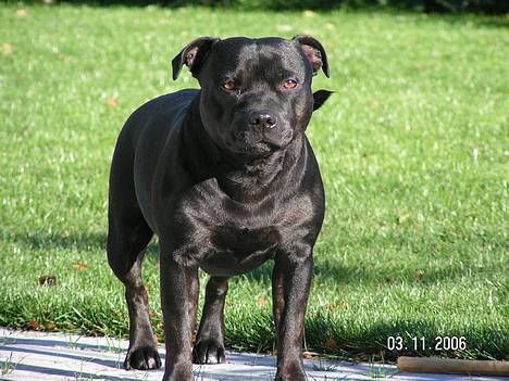 Staffordshire bull terrier  Kaya billede 1