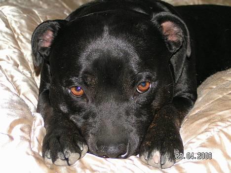 Staffordshire bull terrier  Kaya billede 2