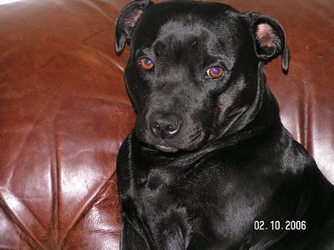 Staffordshire bull terrier  Kaya billede 3