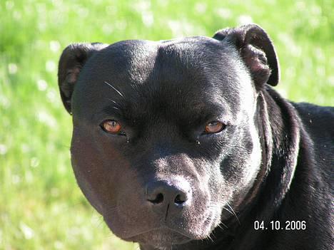 Staffordshire bull terrier  Kaya billede 4