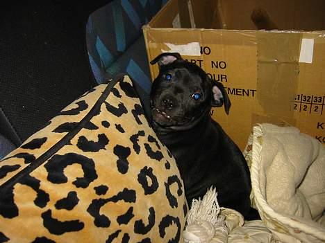 Staffordshire bull terrier  Kaya billede 5