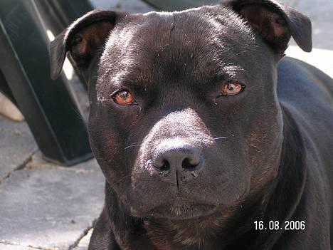 Staffordshire bull terrier  Kaya billede 6