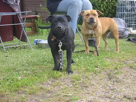 Staffordshire bull terrier  Kaya billede 7