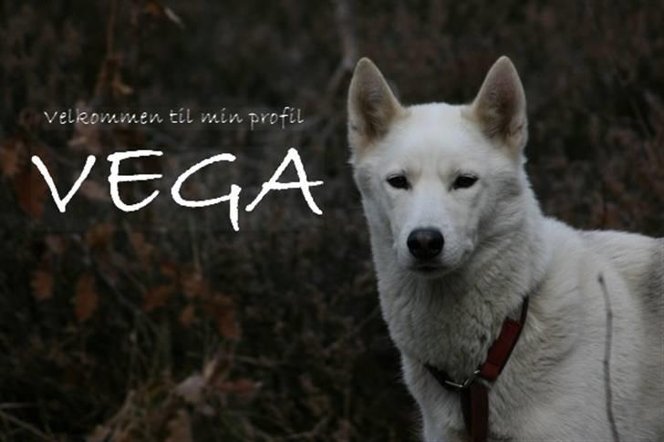 Siberian husky Vega - Min skønne, skønne Vega! billede 1