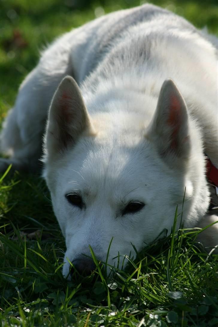 Siberian husky Vega billede 2