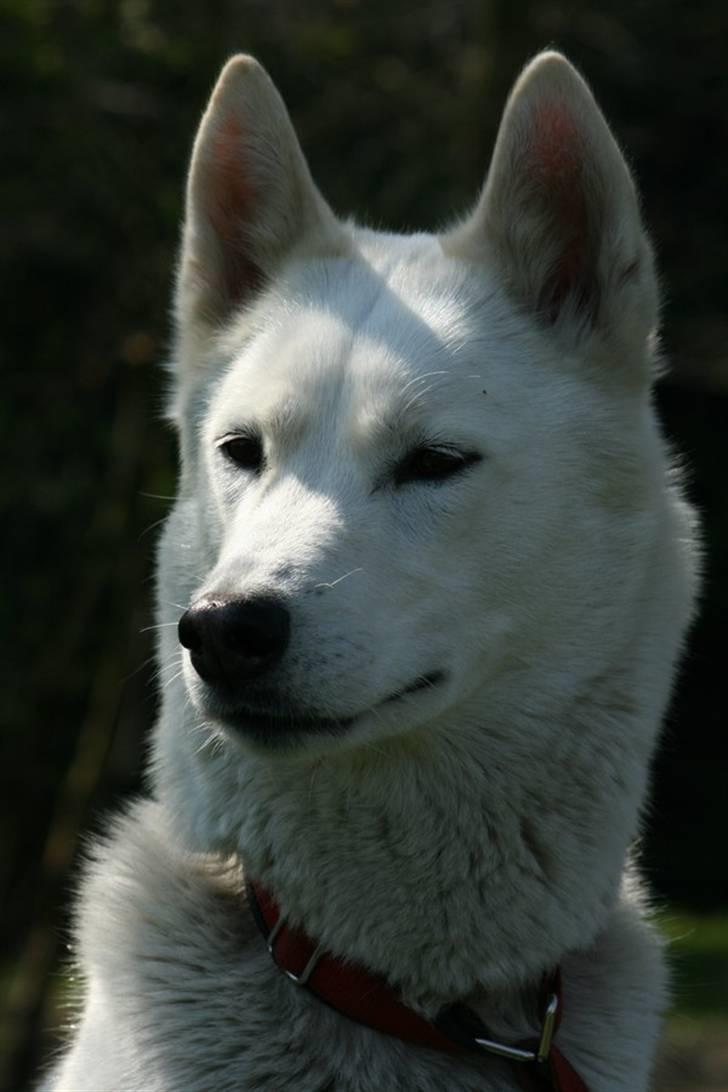 Siberian husky Vega billede 3