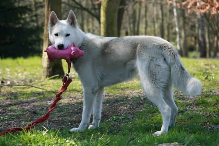 Siberian husky Vega billede 4