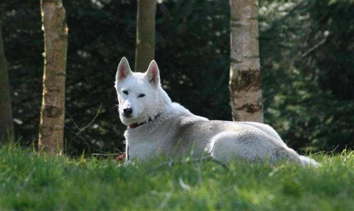 Siberian husky Vega billede 5