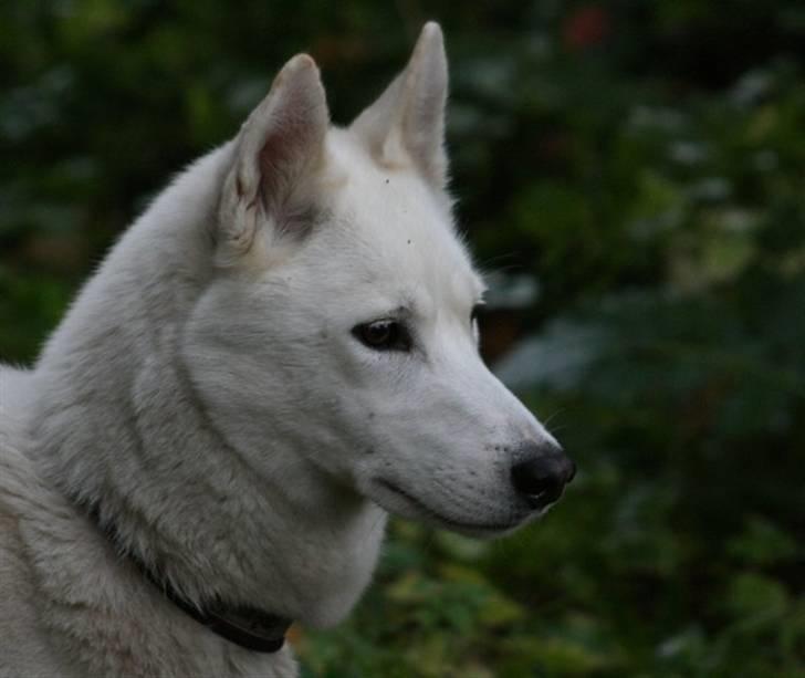 Siberian husky Vega billede 6