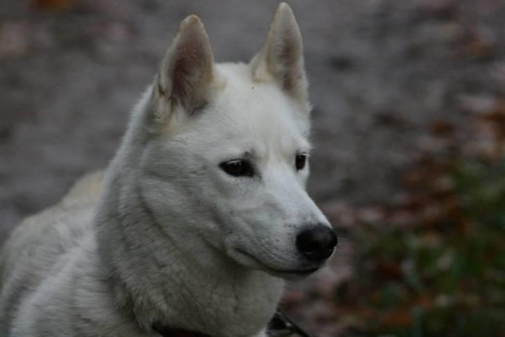 Siberian husky Vega billede 7