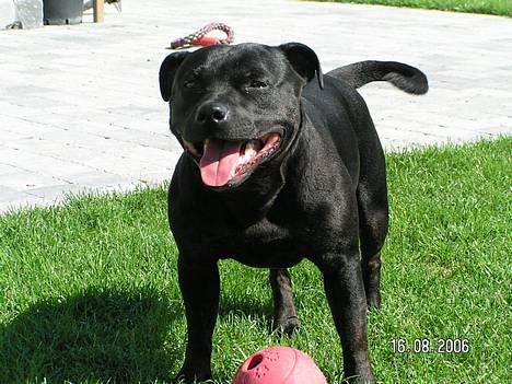 Staffordshire bull terrier  Kaya billede 8