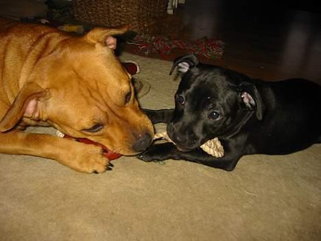 Staffordshire bull terrier  Kaya billede 9