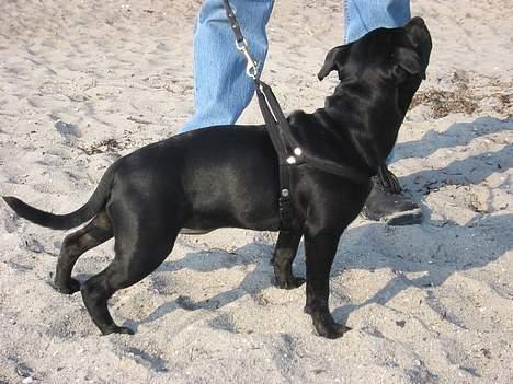 Staffordshire bull terrier  Kaya billede 10