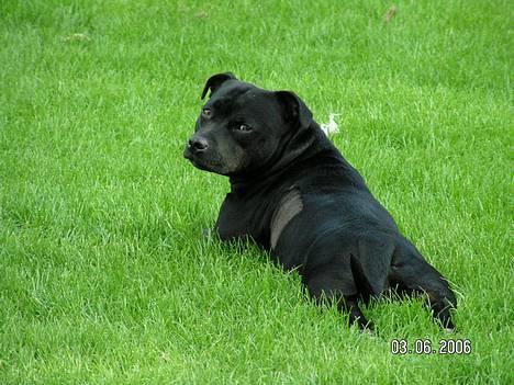 Staffordshire bull terrier  Kaya billede 11