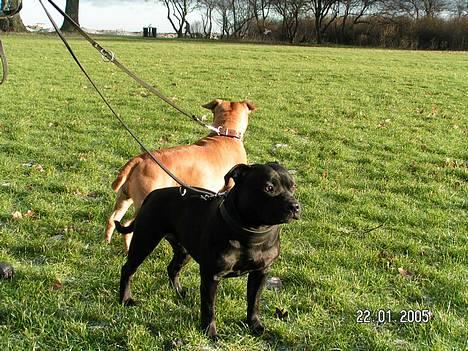 Staffordshire bull terrier  Kaya billede 12