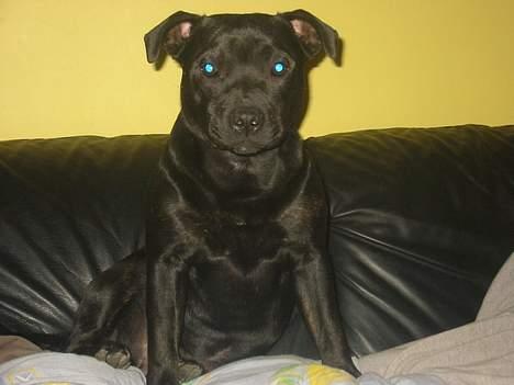 Staffordshire bull terrier  Kaya billede 13