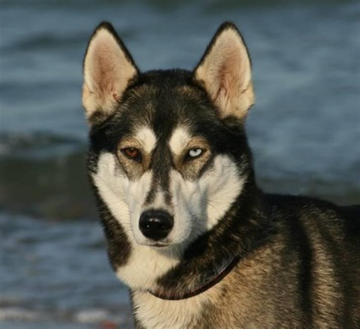 Siberian husky Caia - Min dejlige Caia billede 1