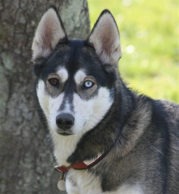 Siberian husky Caia billede 2