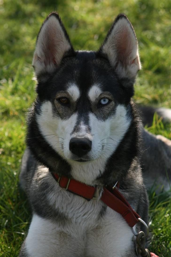 Siberian husky Caia billede 3