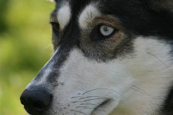 Siberian husky Caia billede 4