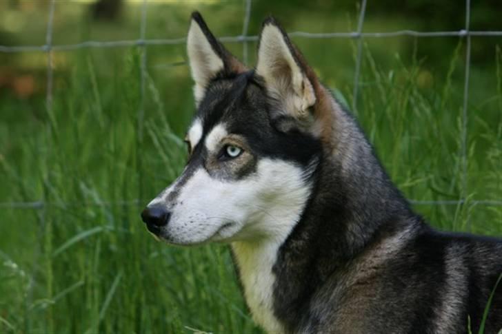 Siberian husky Caia billede 5