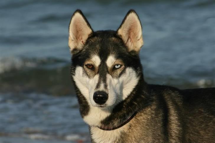 Siberian husky Caia billede 6