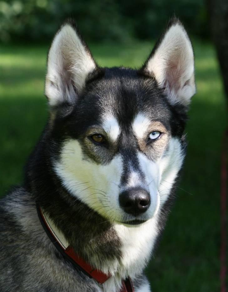 Siberian husky Caia billede 7
