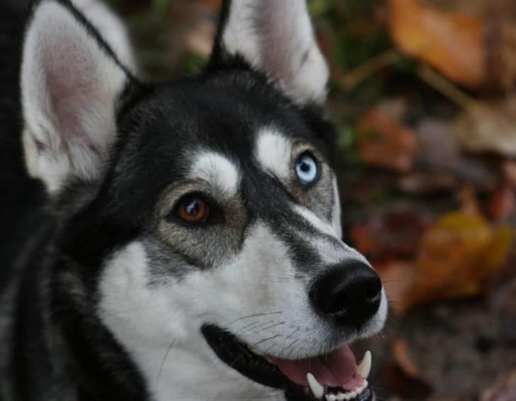 Siberian husky Caia billede 8
