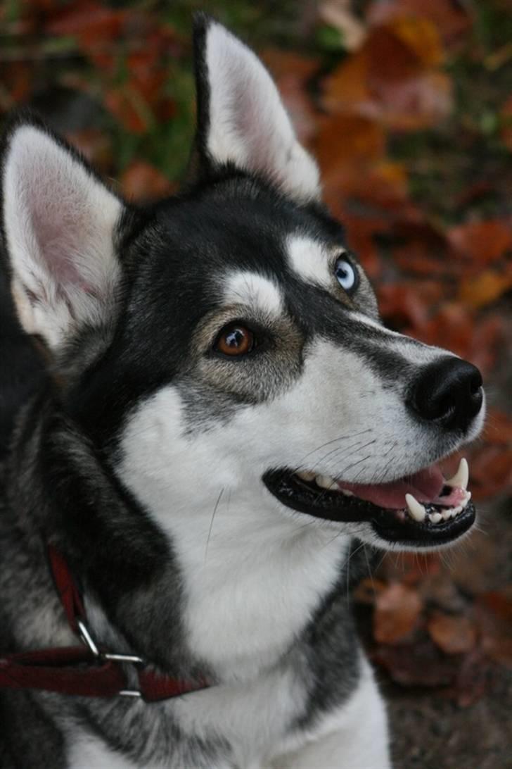 Siberian husky Caia billede 9