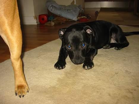 Staffordshire bull terrier  Kaya billede 14
