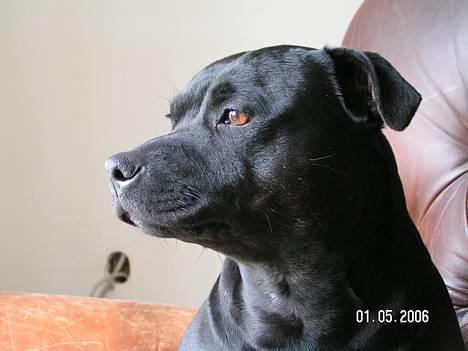 Staffordshire bull terrier  Kaya billede 15