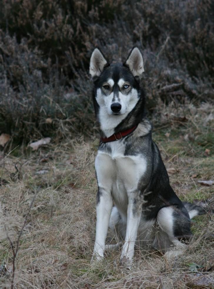 Siberian husky Caia billede 10