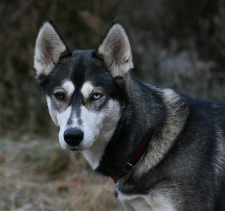 Siberian husky Caia billede 11