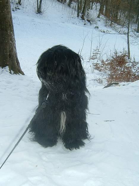 Tibetansk terrier Sir. Gavin - Det var faktisk stortset umuligt at få ham til at kigge ind i kameraet, der kom noget af hans stædighed frem.. Bangsbo, 12/3-06 billede 11