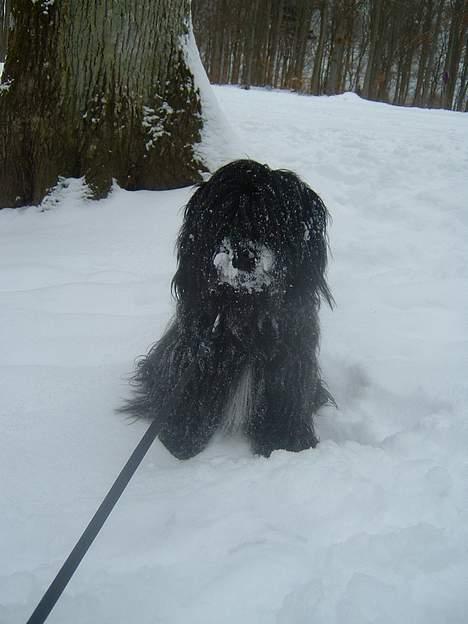 Tibetansk terrier Sir. Gavin - Her er jeg fra d. 12 Marts 2006, vores tur i Bangsbo, Frederikshavn ;) billede 12