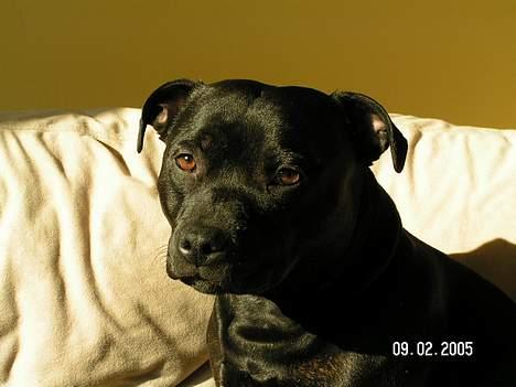 Staffordshire bull terrier  Kaya billede 16