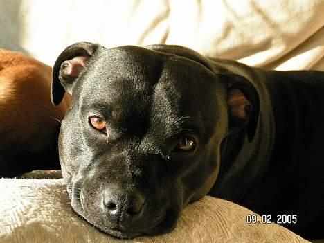 Staffordshire bull terrier  Kaya billede 17