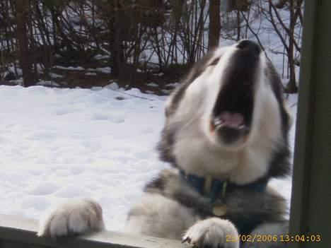 Alaskan malamute First Balto *himmelhund* - HALLOOOOOOOOOO jeg vil ikke være ude. billede 11