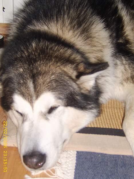 Alaskan malamute First Balto *himmelhund* - Man er vel malamute billede 12