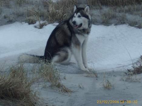 Alaskan malamute First Balto *himmelhund* billede 13