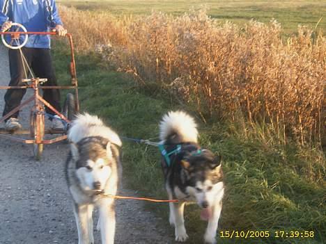 Alaskan malamute First Balto *himmelhund* - Balto træner sammen med COCO fra kennel Yellow snow billede 14