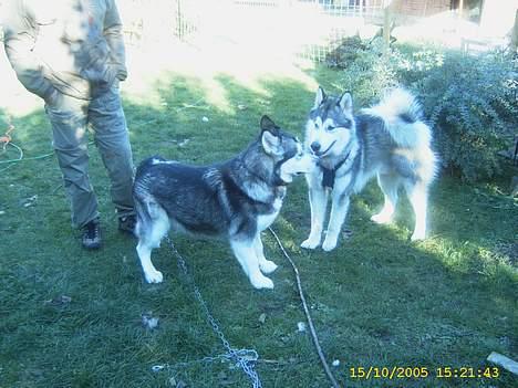 Alaskan malamute First Balto *himmelhund* - Balto hilser lige på COCO inden de skal trække sammen billede 15
