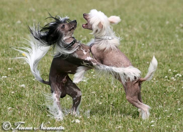 Chinese crested hårløs Caprioso Ram-Ses-Mi - Kinesersammenstød (maj 08) billede 6