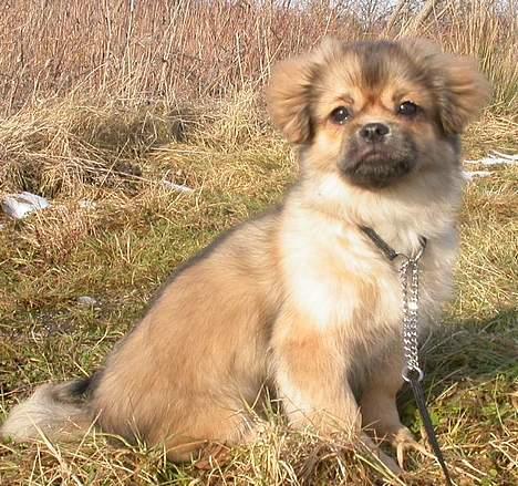 Tibetansk spaniel Sommerlyst´s Jomo Vesta - hvad laver de derovre? billede 6