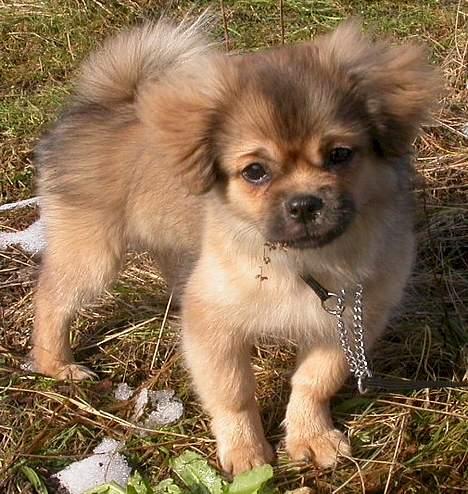 Tibetansk spaniel Sommerlyst´s Jomo Vesta - sagde du noget? billede 7