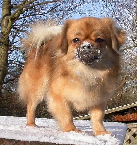 Tibetansk spaniel Sommerlyst´s Jomo Vesta - det er sne jeg har på næsen billede 8