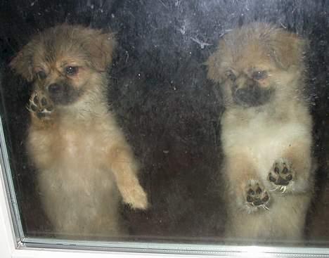 Tibetansk spaniel Sommerlyst´s Jomo Vesta - Vi vil IND!!!! billede 9