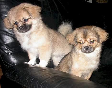 Tibetansk spaniel Sommerlyst´s Jomo Vesta - min søster og så mig...... billede 10