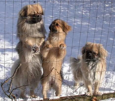 Tibetansk spaniel Sommerlyst´s Jomo Vesta - vi vil UD!! billede 11