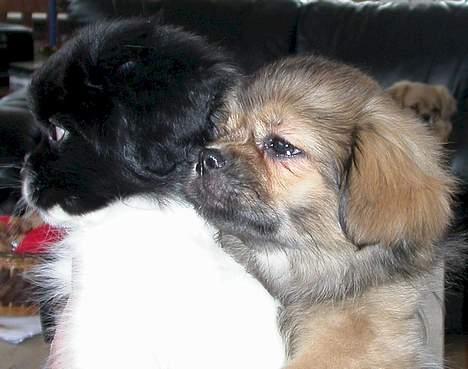 Tibetansk spaniel Sommerlyst´s Jomo Vesta - hej ven, - du er sød! billede 12